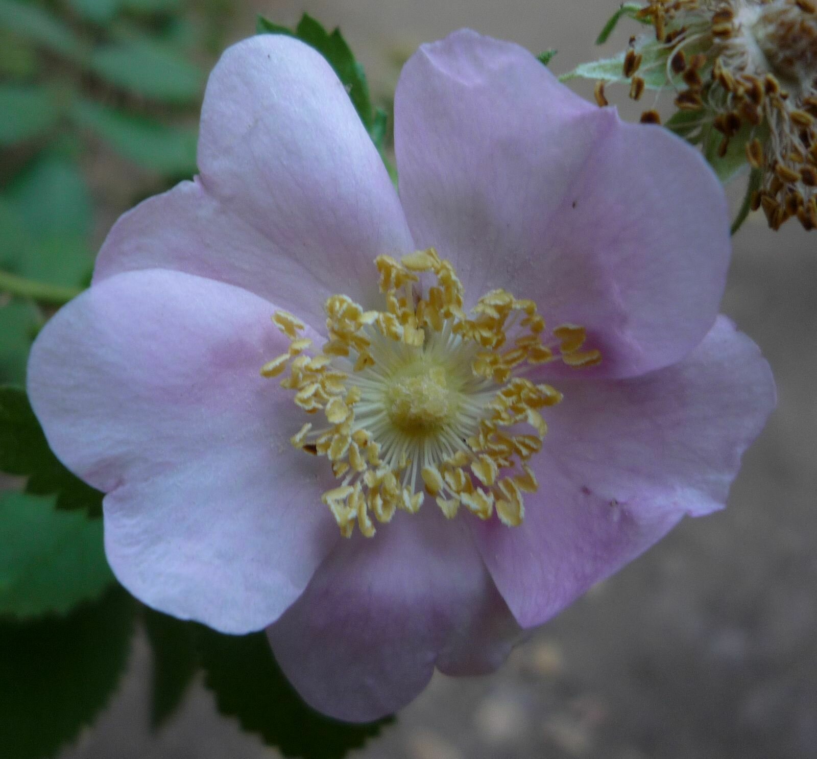 High Resolution Rosa californica Flower